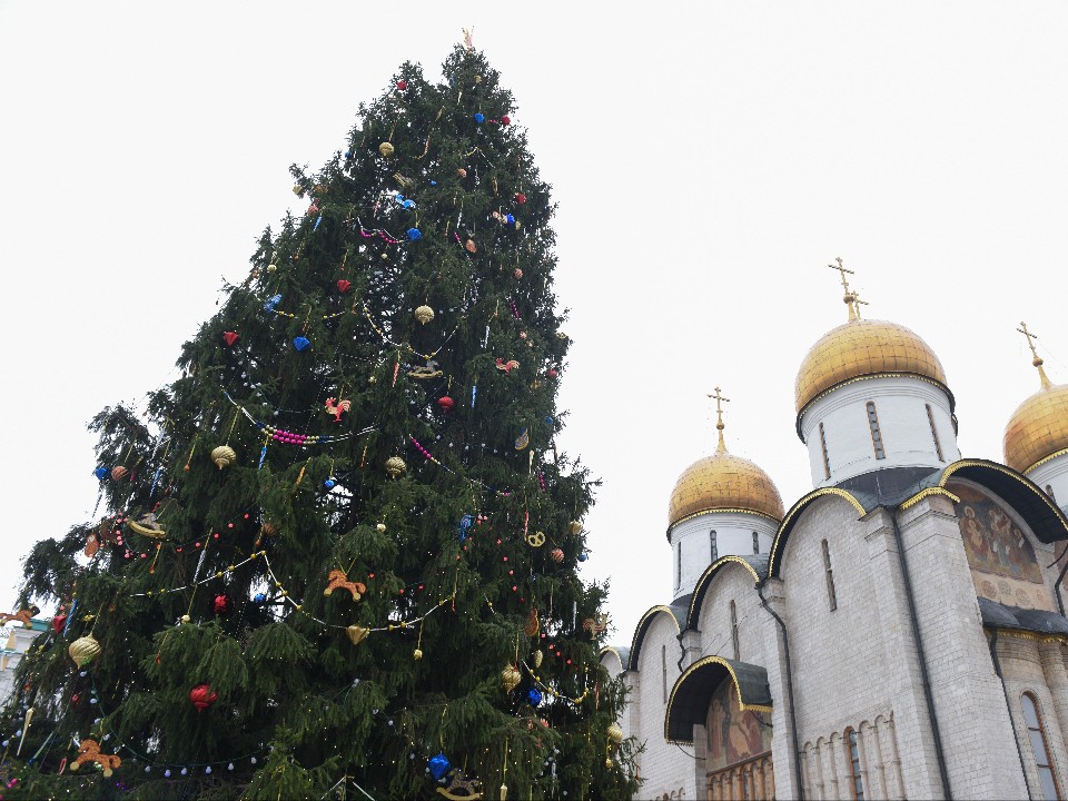 Главная елка страны: ель из Подмосковья украсит Соборную площадь Кремля