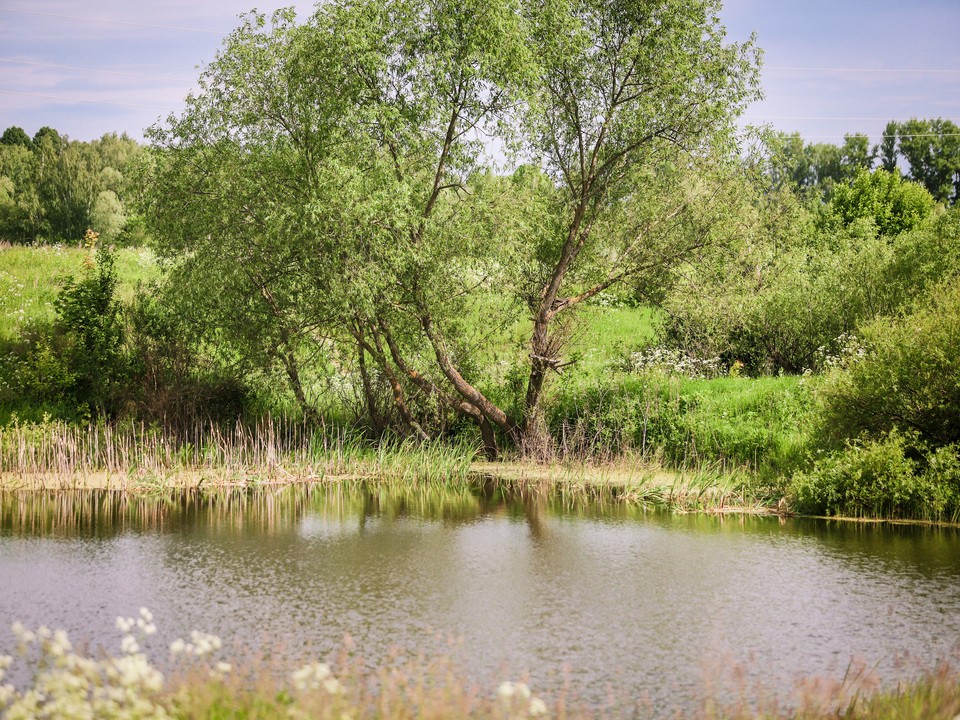 Жители пригородной деревни под Каширой просят спасти пруд от превращения в болото