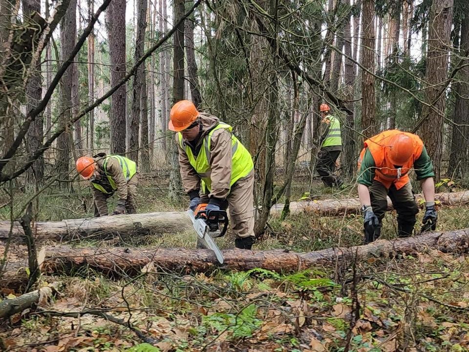 В Луховицах с помощью санитарной чистки защитят леса от пожаров и насекомых-вредителей