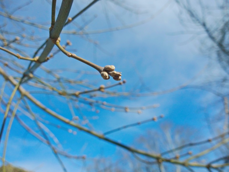 В Пушкино на деревьях заметили набухшие почки — за полгода до весны