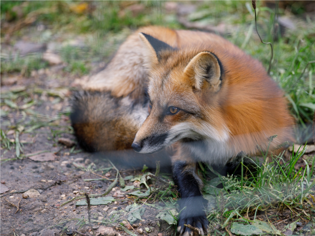 Рыжая плутовка проверила гостеприимство работников автомойки под Шаховской