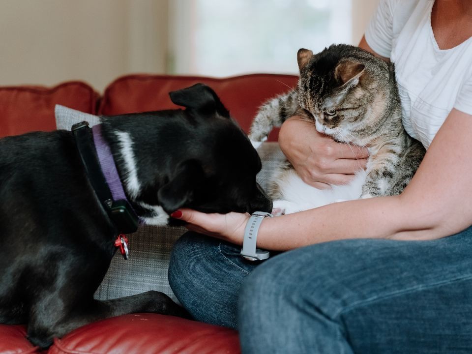 Таблерон, Тирамису, КотЛета: какие самые необычные имена дают жители Подмосковья домашним питомцам