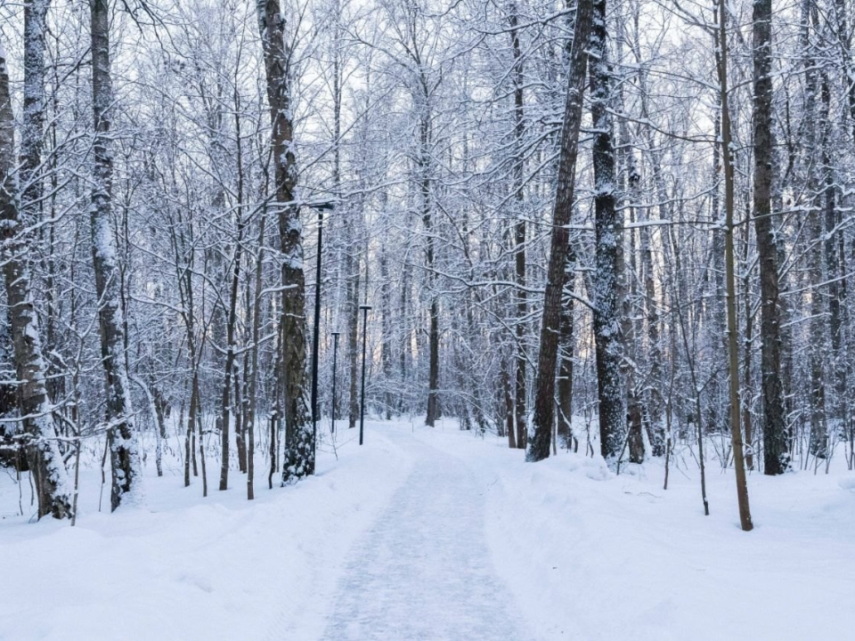 По следам зимних обитателей: в «Городском лесу» пройдет эко-прогулка с биологом
