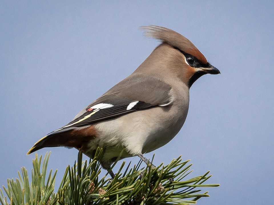 Свиристели прилетели: почему северная птица облюбовала на зиму Сергиев Посад