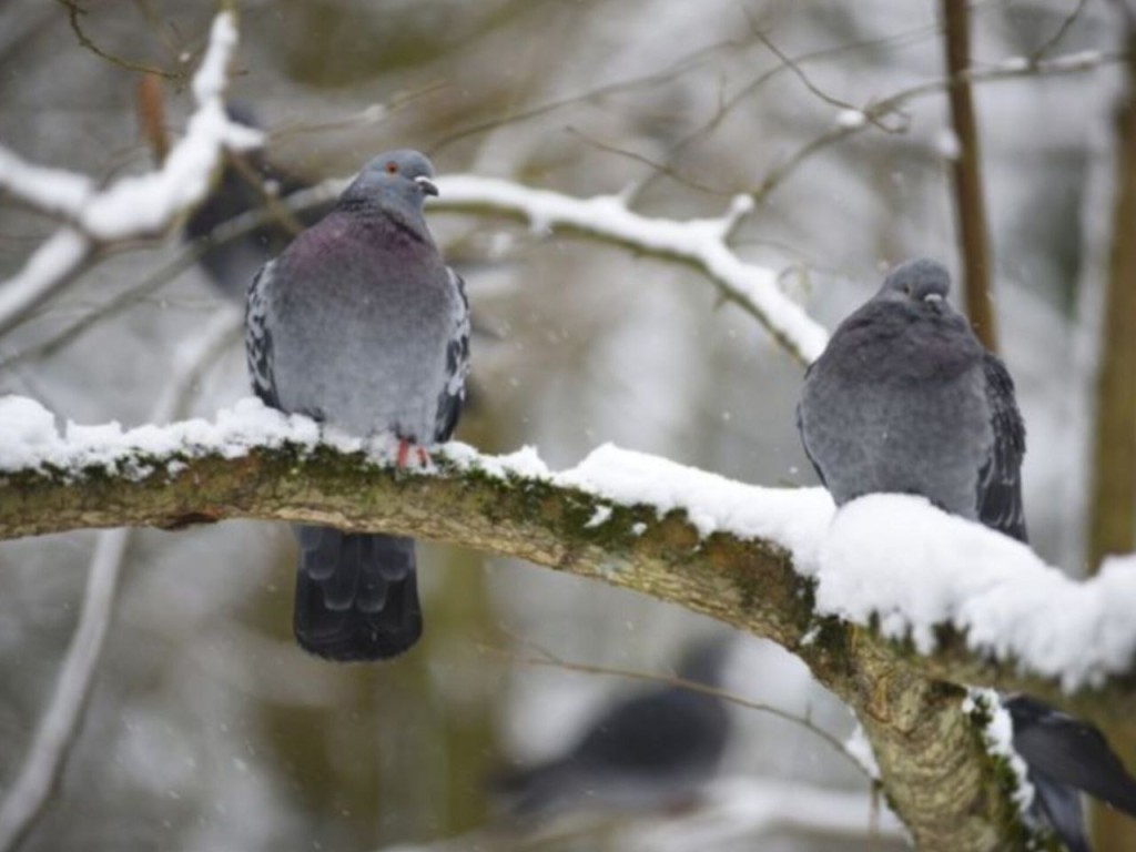 Синоптики предупредили о грядущих морозах: в Подмосковье ожидается до -5