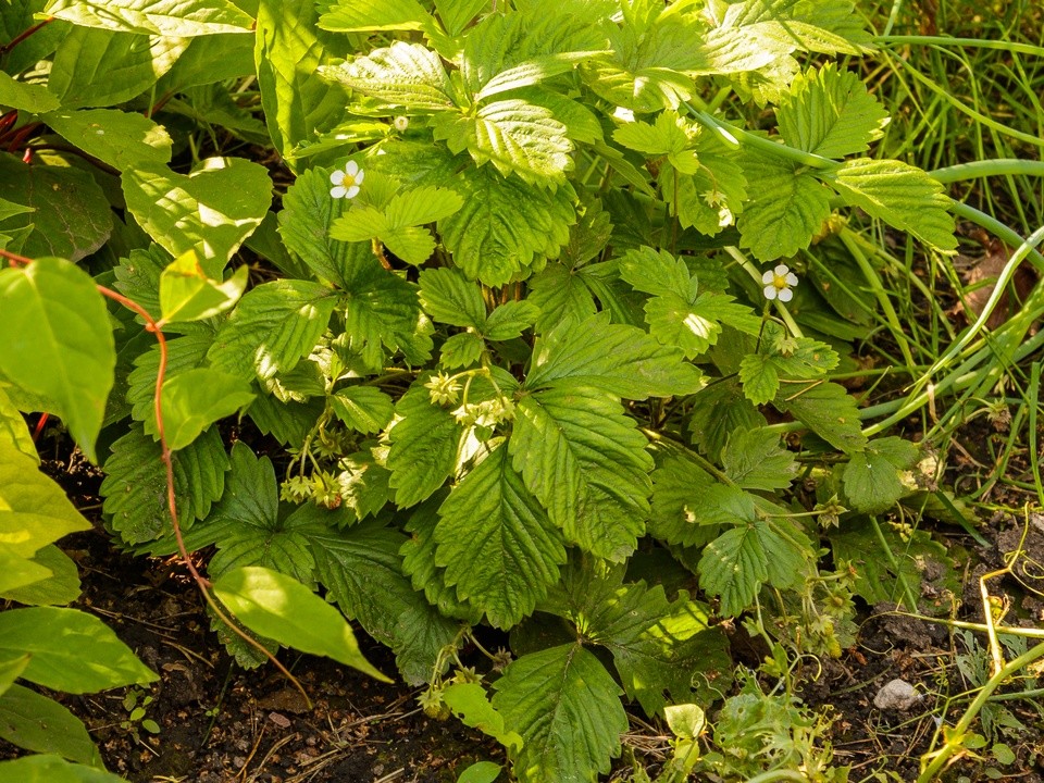 Земляника неожиданно зацвела в ноябре у клинских дачников