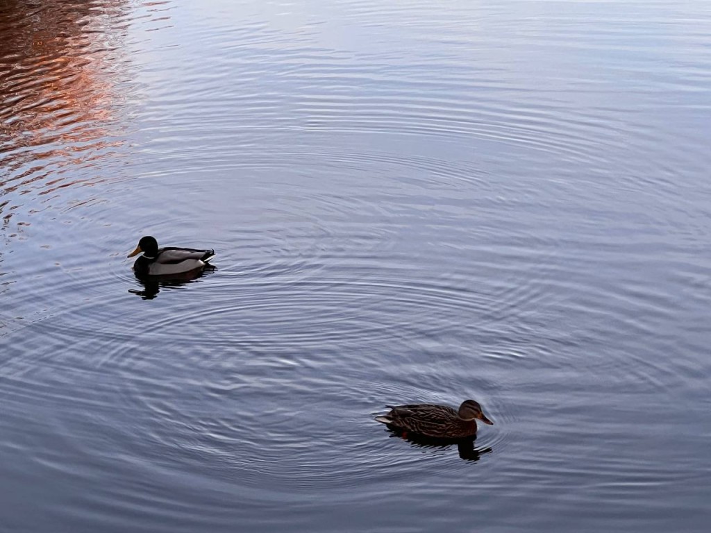 В Шатурском округе жители отдали почти 300 голосов за очистку этого озера