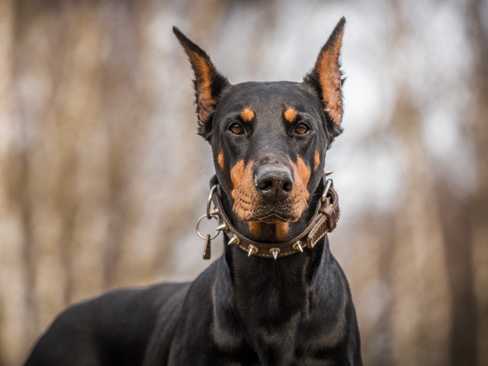 Доберманы без поводков: жители Голубого просят соблюдать правила выгула собак в общественных местах