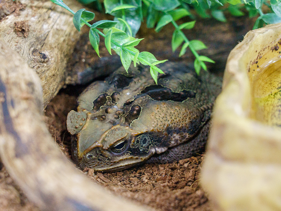 Сигнал от лягушек: земноводные начали просыпаться раньше из-за ложной весны