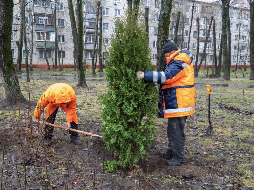 Реутов расцветает: новые саженцы преобразят городское пространство