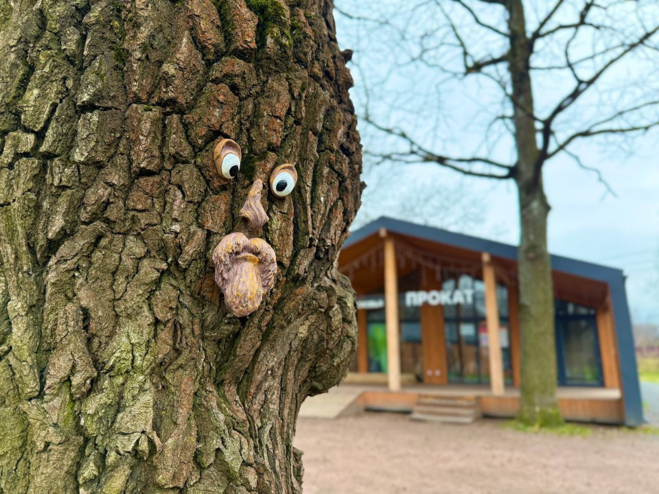Деревья «с глазами» появились во фрязинском лесопарке