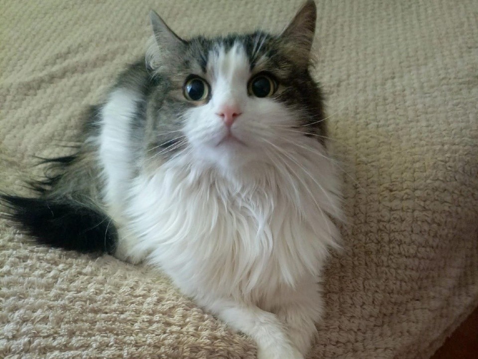 Как развить логику у домашней кошки: зоопсихолог раскрыла секрет игровых лабиринтов