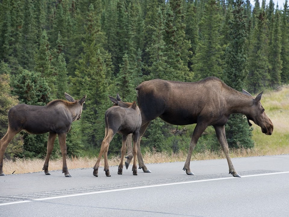 Столкновение с диким зверем на трассе: эксперт объяснил, как водителю спасти свою жизнь