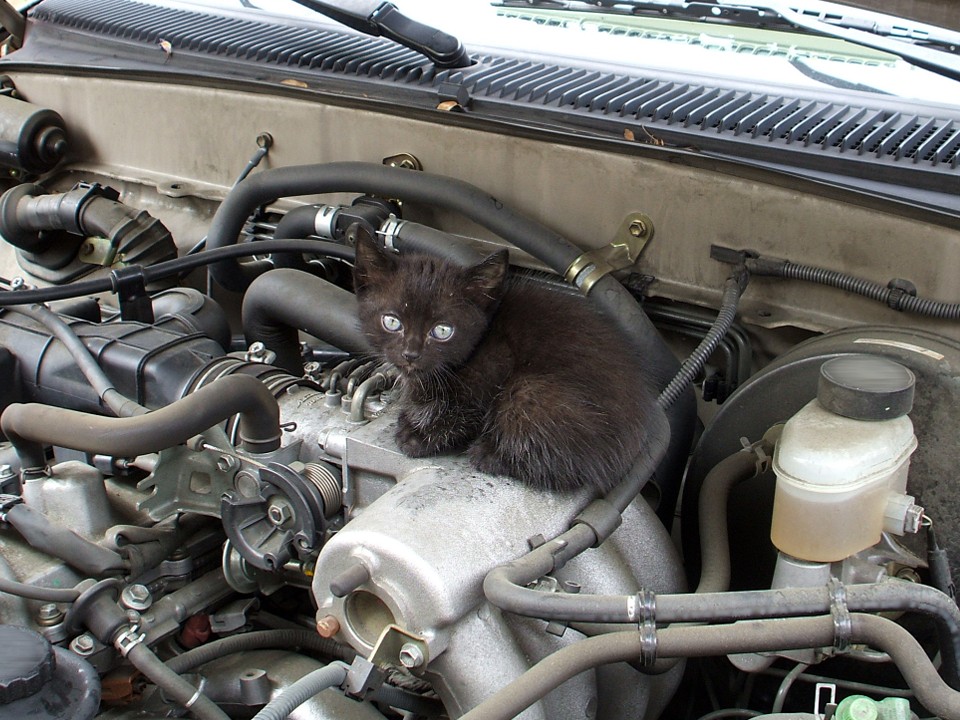 Зооволонтеры Видного напомнили водителям о ритуале, который спасает хвостиков