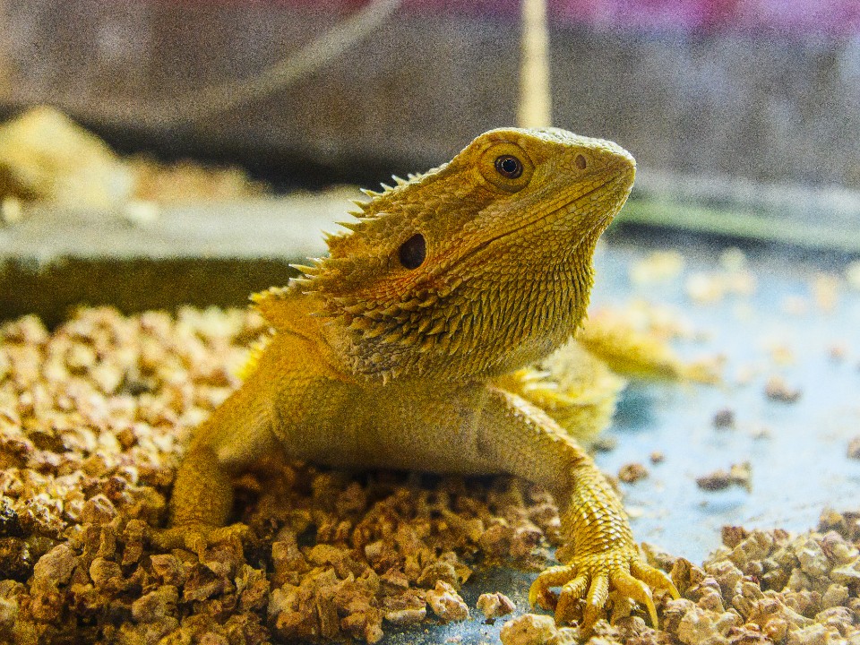 Тайна террариума раскрыта: появилось видео скрытых гигантских ящериц Московского зоопарка