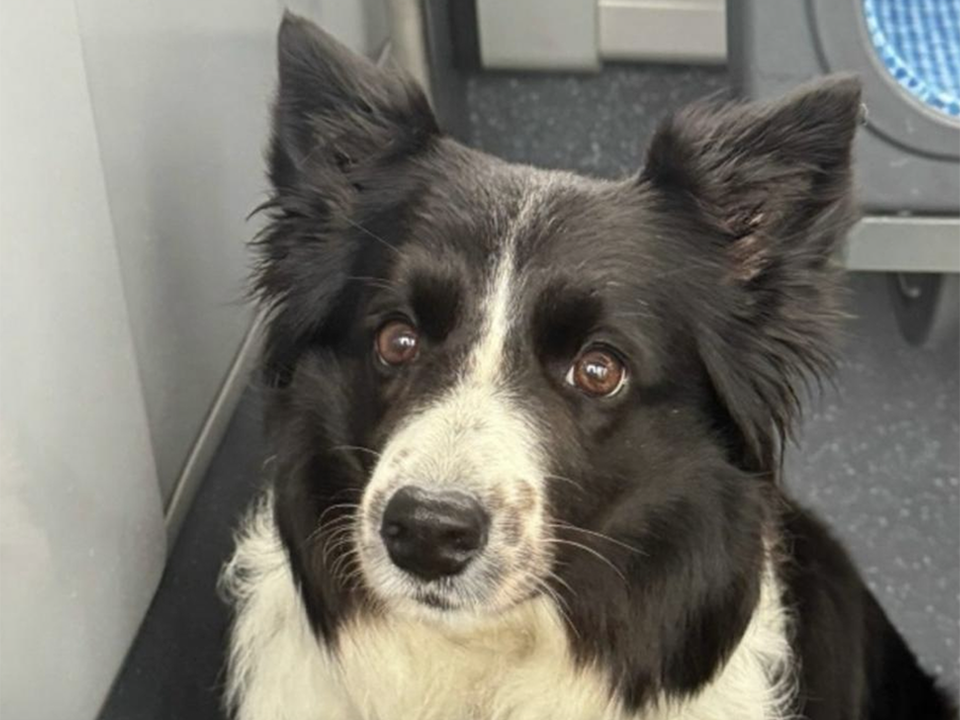 «Надежды все меньше»: хозяйка продолжает поиск собаки, украденной живодером в Щербинке