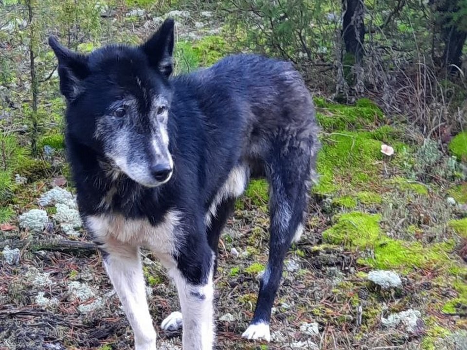 До слез: в Белоомуте нашли глухого пса, брошенного в лесу на произвол судьбы