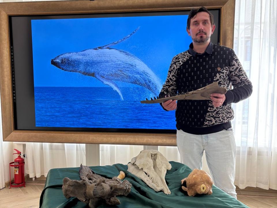 Зубы древних китов покажут на палеонтологической выставке в Коломне