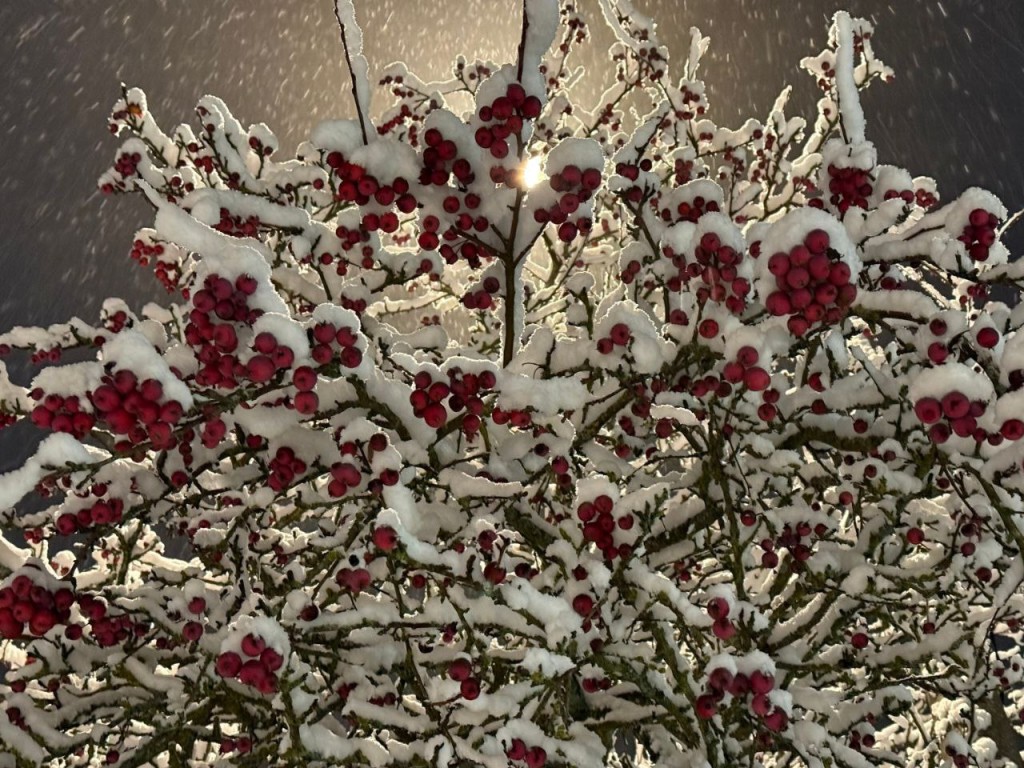 Гороскоп для всех знаков Зодиака на 1 декабря 2025: Тельцов, Раков и Стрельцов ждет вознаграждение, а Близнецам, Рыбам и Весам стоит избегать опрометчивых решений