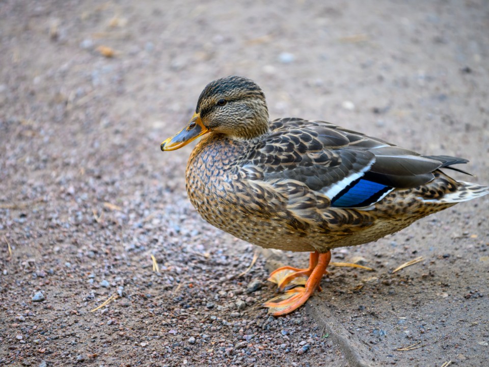 Толстых уток заметили на Песочной: чем опасна привычка людей кормить птиц