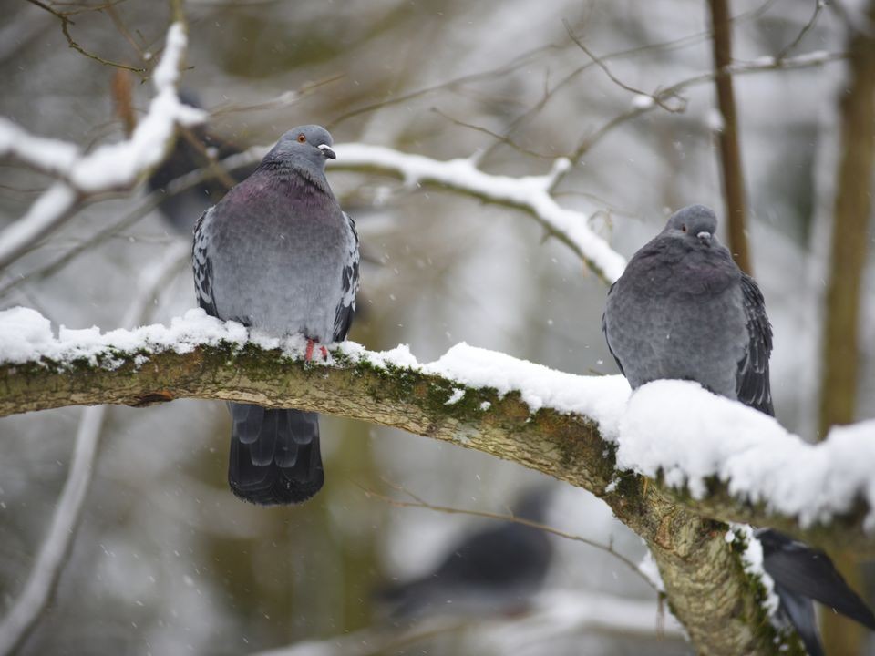 Снег и обледенение: «желтый» уровень погодной опасности объявили в выходные