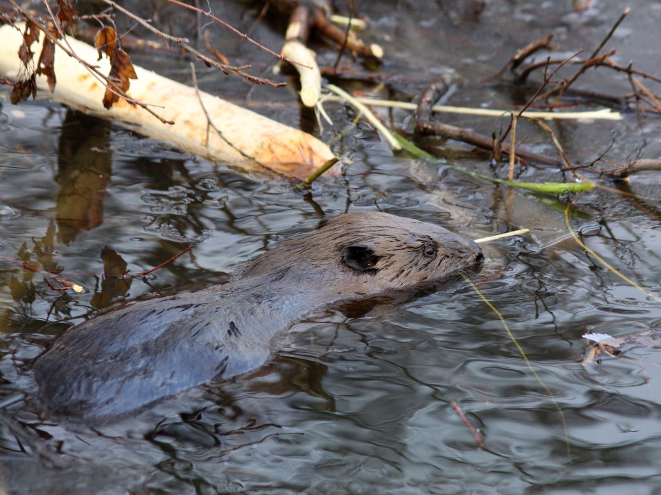 Бобровая хатка с краю: как бобрам будут улучшать условия на Москве-реке