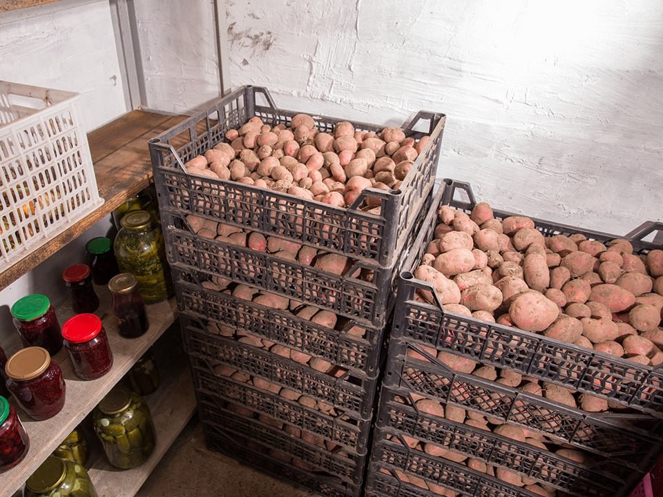 Не сгниют и не прорастут даже в квартире: как сохранить свежим урожай овощей до весны