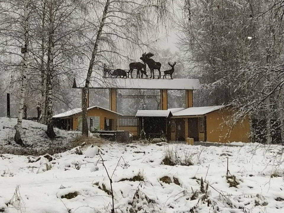 Удивление и восторг: в «Лосином острове» рассказали, как животные реагируют на первый снег
