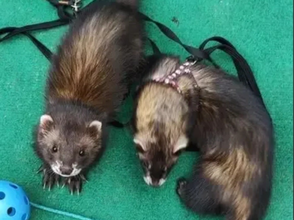 Хорьковый побег «расследуют» хозяева пропавших животных в Кашире