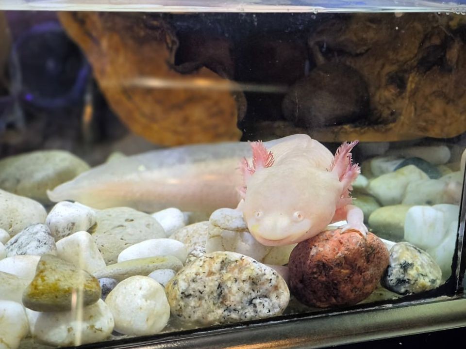 Черно-золотой красавец: аксолотль доплыл до Московского региона