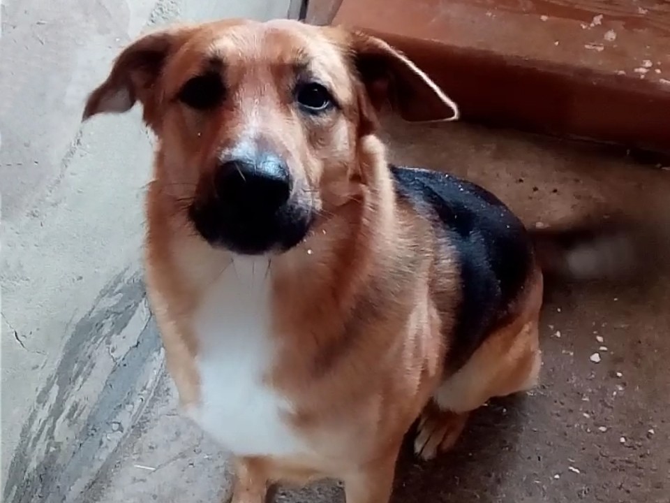 Ружане теперь могут зарегистрировать питомца онлайн