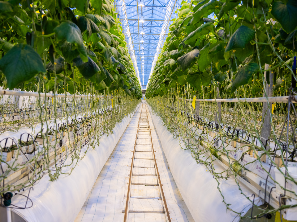 Кашира помогла Подмосковью войти в топ-10 по приросту тепличных овощей