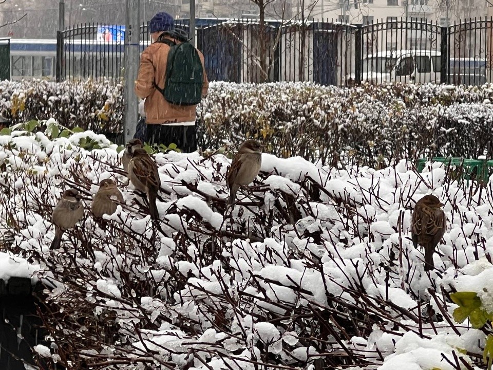 Погода ухудшается: до утра в Подмосковье мокрый снег и гололедица