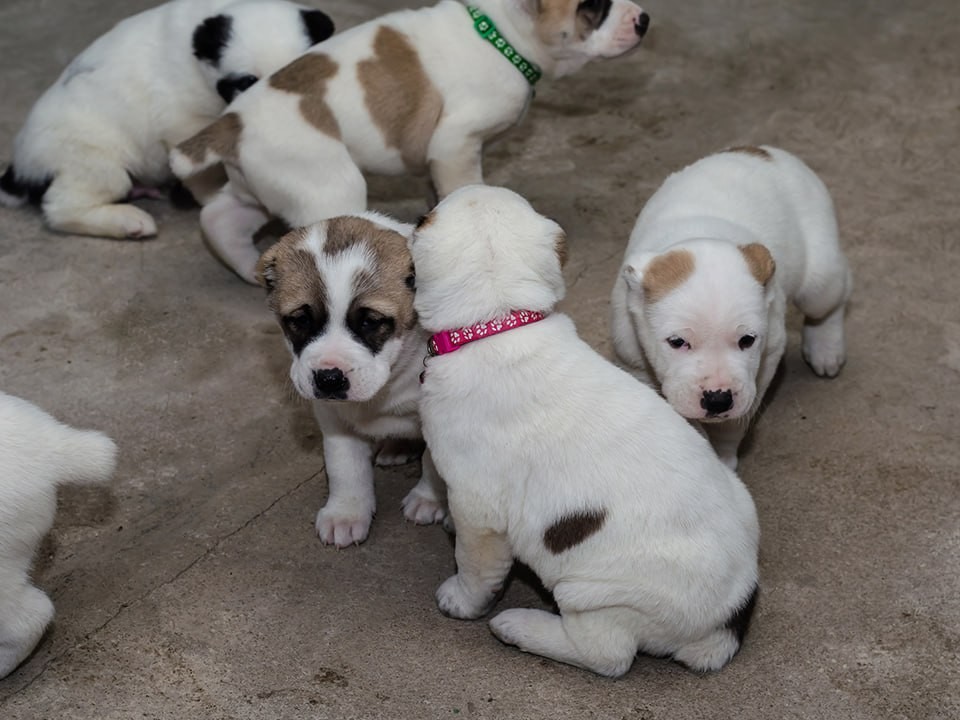 Колли убили, но будет новая собака: что известно о зверствах шофера в Подмосковье