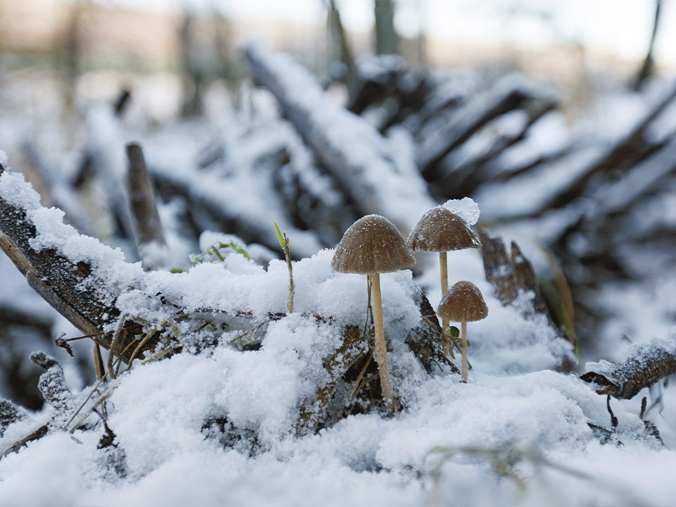 Когда уже выпадет снег? Синоптики рассказали о полном провале зимы