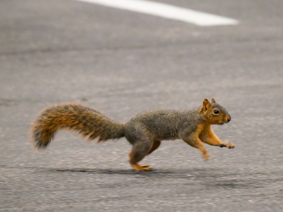 Новое местечко: VIP-кормушки установили для белок в Балашихе