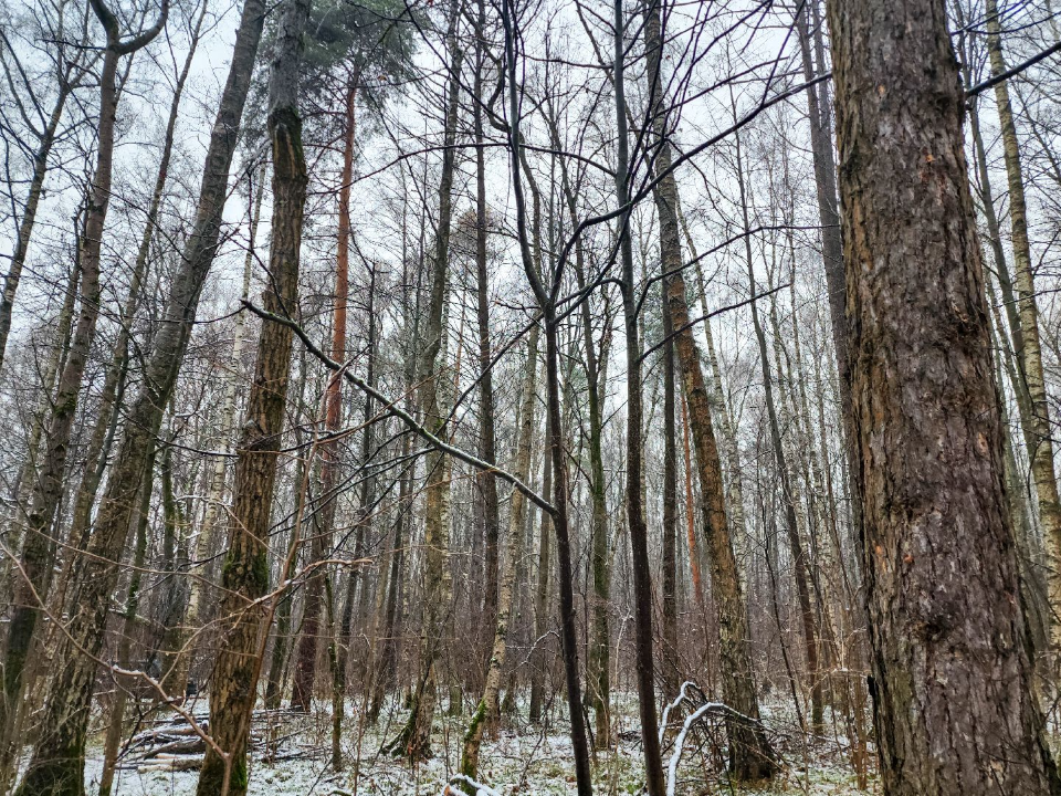 Без сучка и задоринки: Подольское лесничество завершит подготовку к зиме до конца ноября