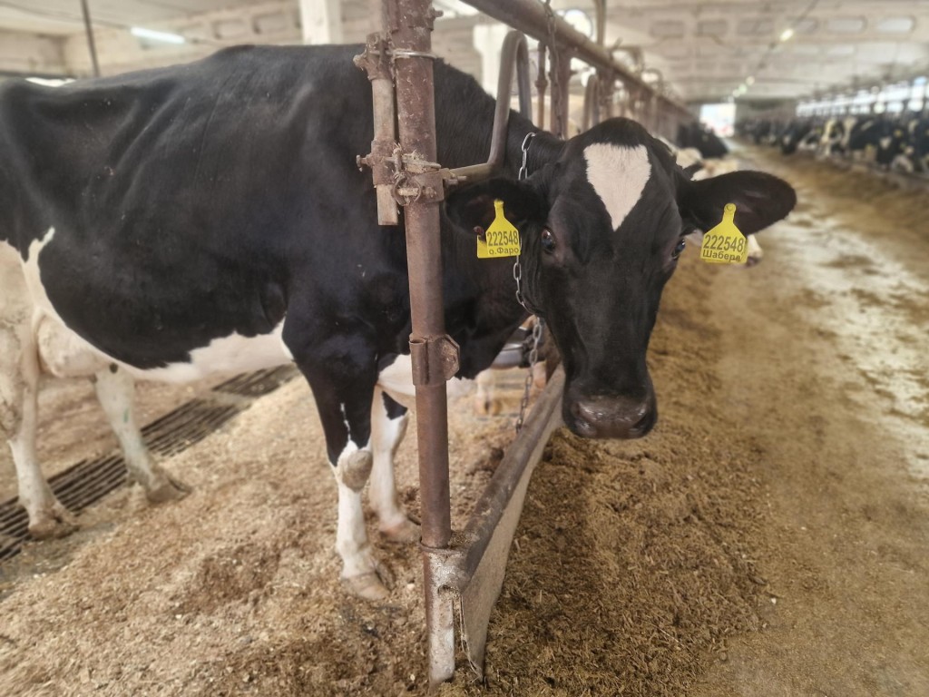 Генотипирование молочного стада провели на ферме в Воскресенске