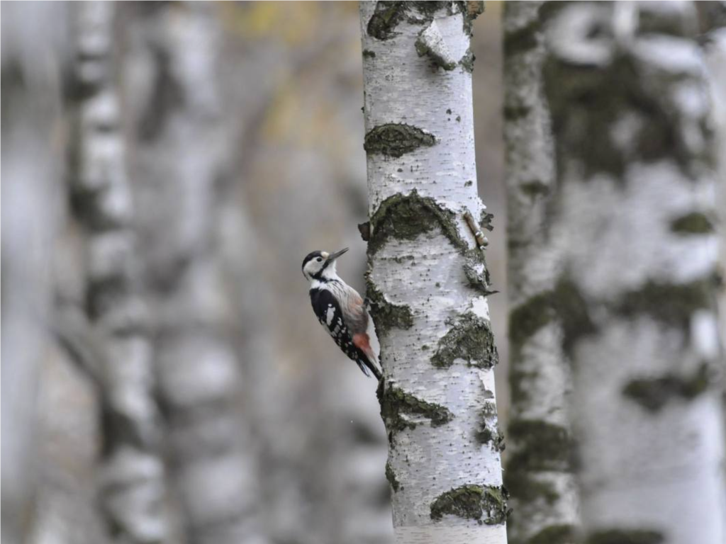 В «Лосином острове» сказали, что настало лучшее время для наблюдения за птицами