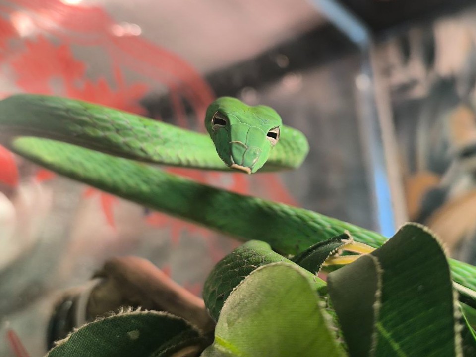 Придумать смешные подписи под фото обитателей зоопитомника просят волоколамцев