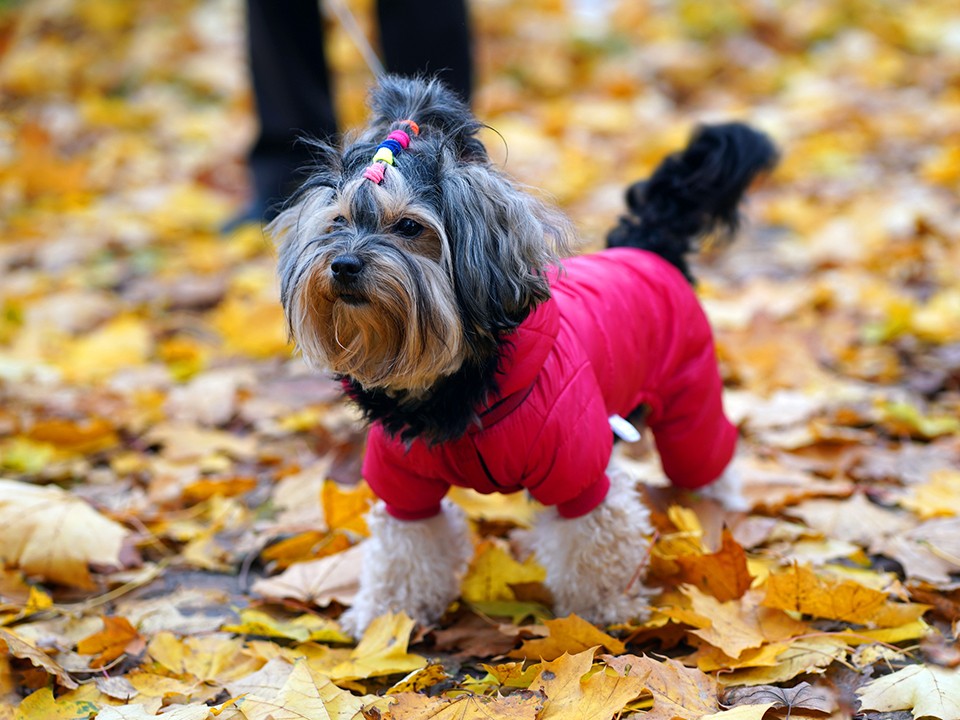 Ветеринар в Истре подсказал, как защитить маленьких собак от холода