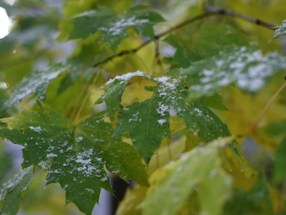 Неожиданный поворот: заморозки и снег в Подмосковье откладываются на одну-две недели