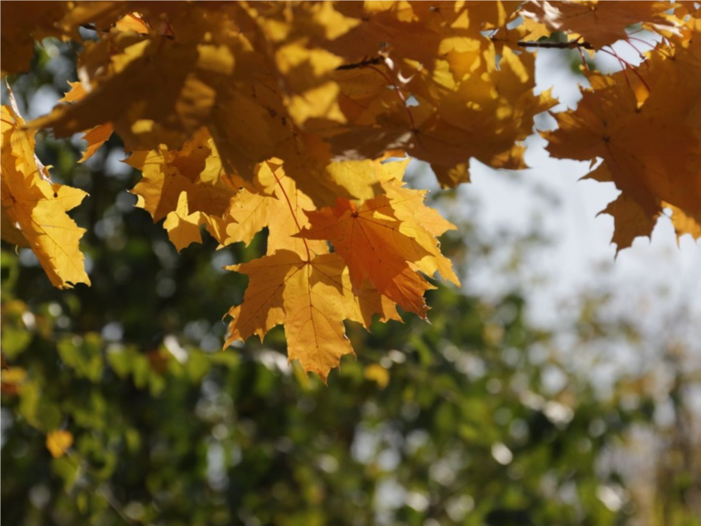 Какая погода ждет Шаховской городской округ в ноябре