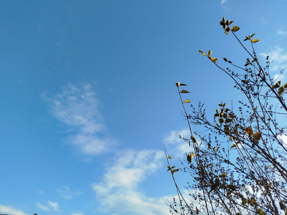 Ноябрь будет аномальным: синоптик Вильфанд предупредил о погодных качелях в предзимье