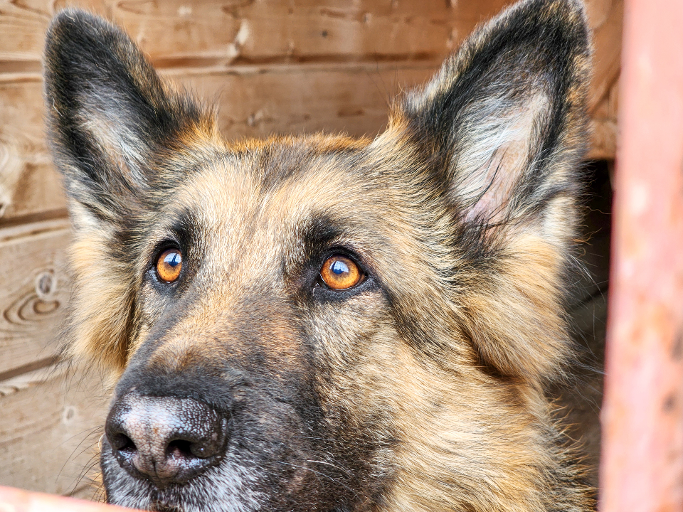 Увели прямо с крыльца магазина:в Можайске ищут злоумышленников, забравших собаку Марту