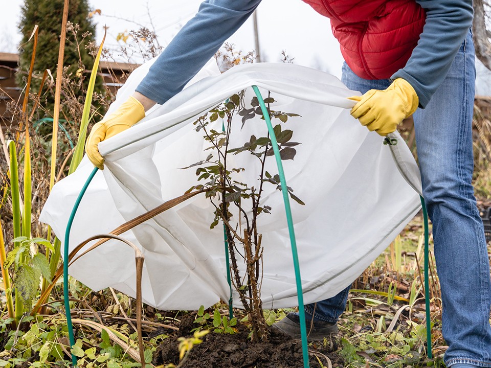Розы, гортензии и не только: какие еще растения необходимо укрывать на зиму