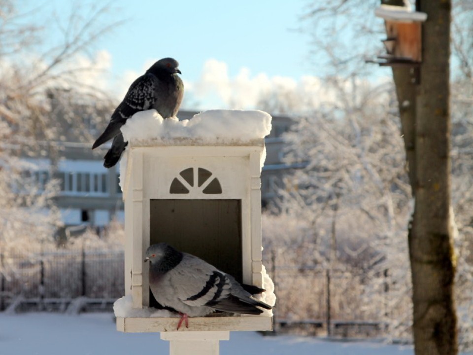 Чем удивит последняя неделя ноября: новый прогноз погоды дали синоптики