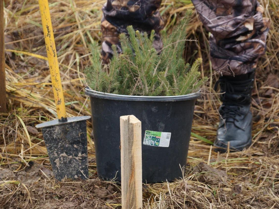 В «Лосином острове» высадили дубы и ели: как это поможет сохранить заповедник и зачем такие акции проводят каждый год