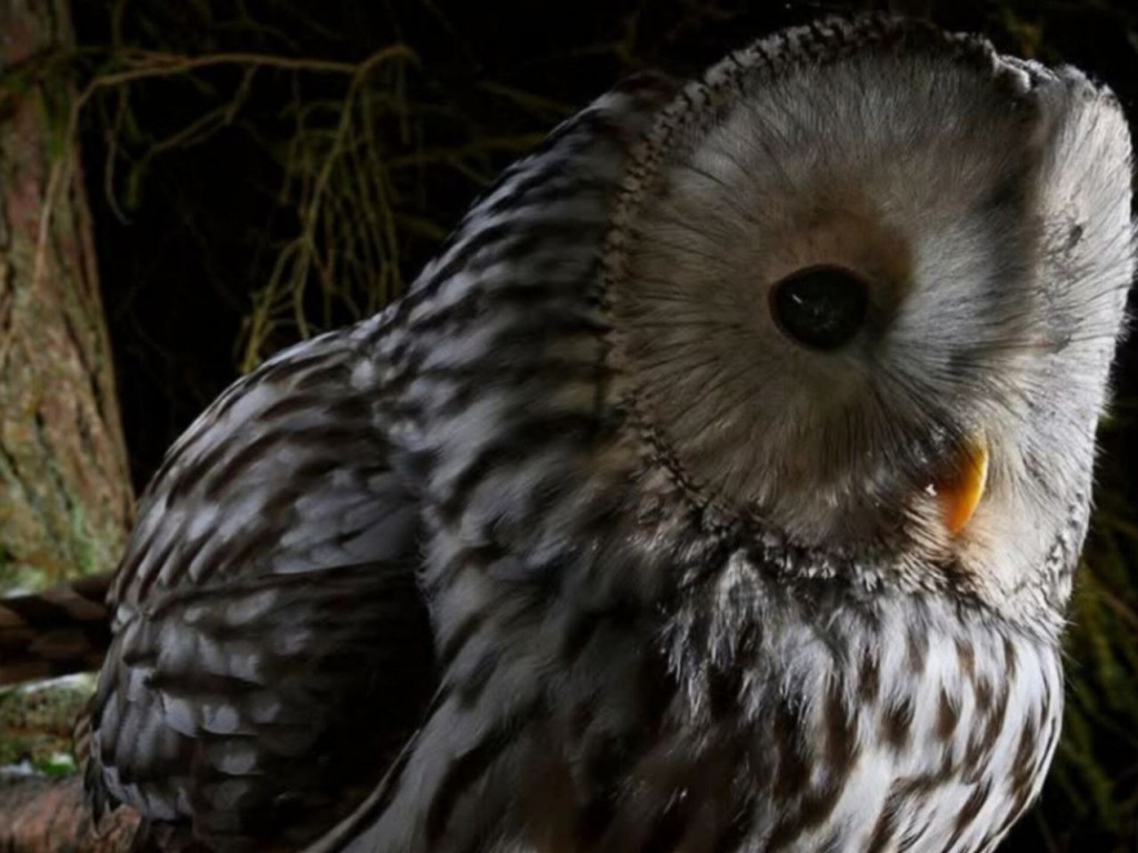 «Что-то пошло не так»: совы перепутали сезон и активно приступили к размножению