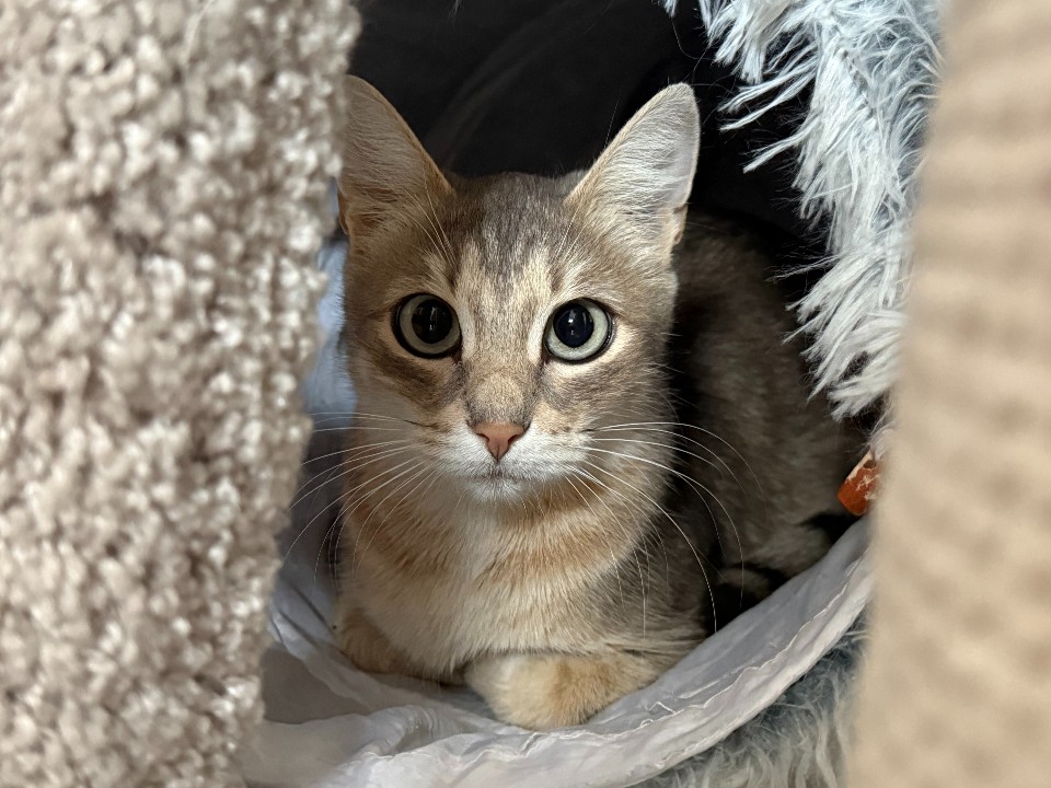 Могут стать причиной гибели питомцев: ветеринар назвал самые опасные новогодние украшения